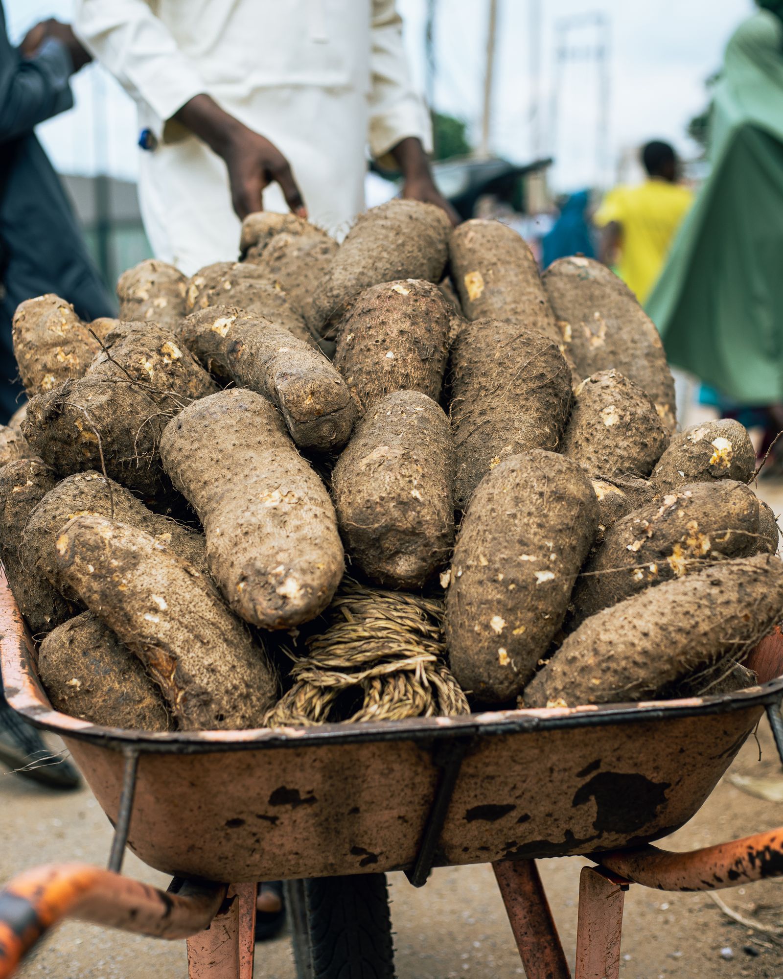 Abundant Harvest Farm - Fresh Yam Farming